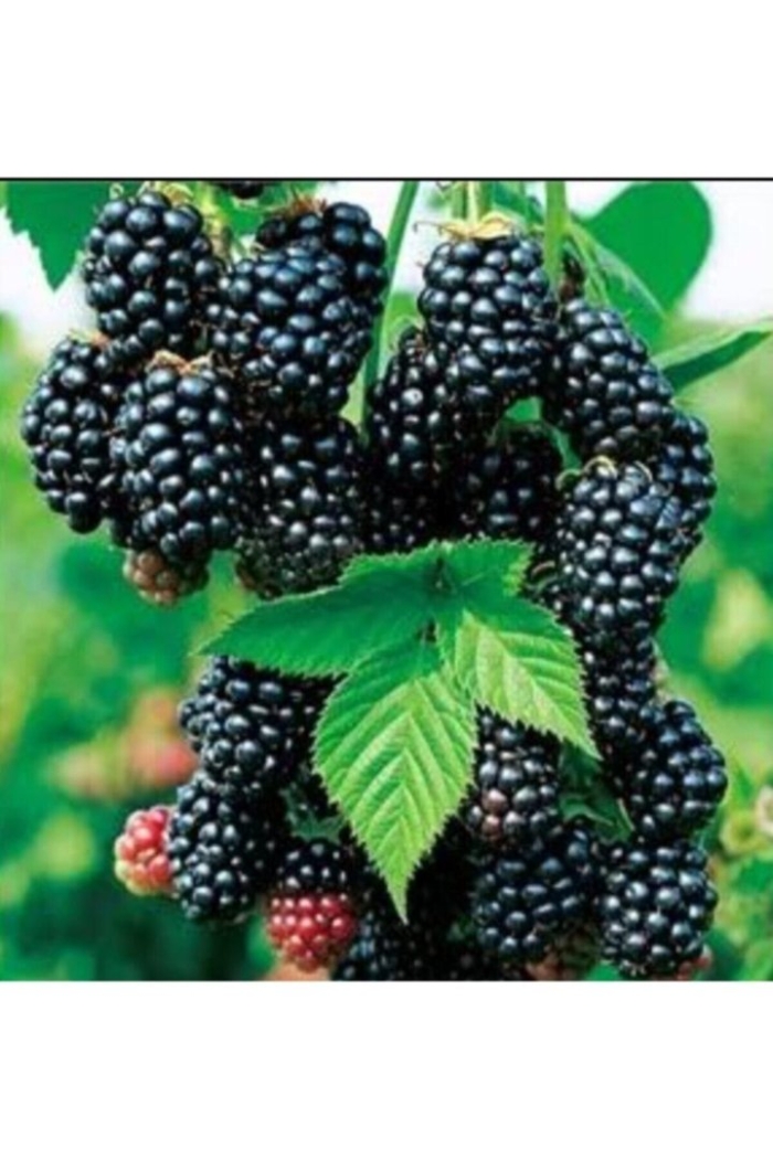 Ежевика в саду