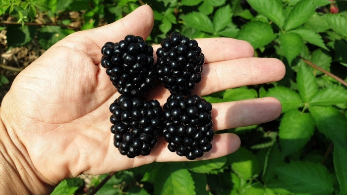 Ежевика сорт полар