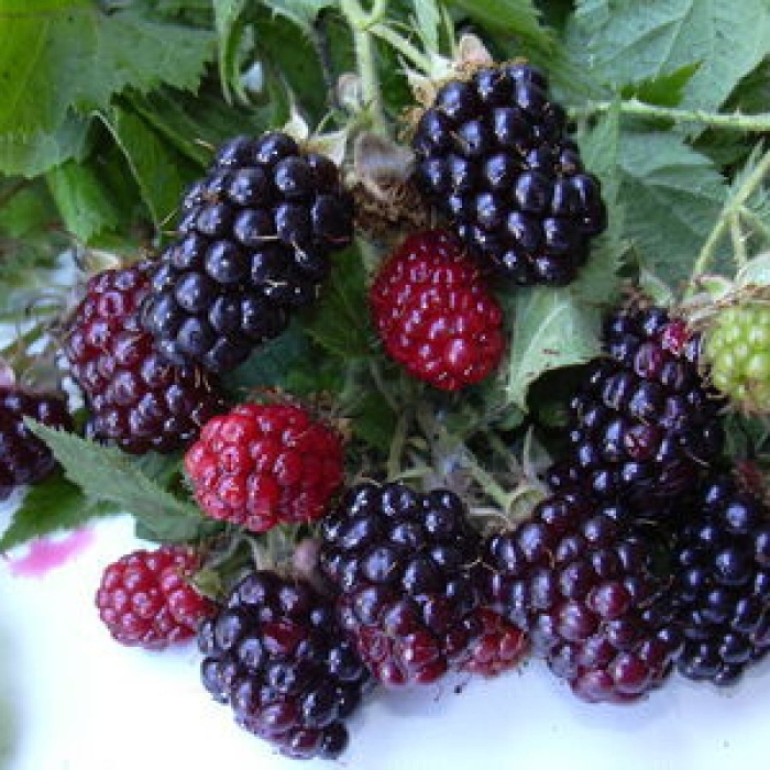 Силван ежемалина