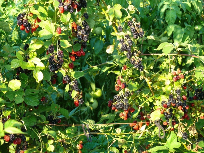 Ежевика бесшипная куст