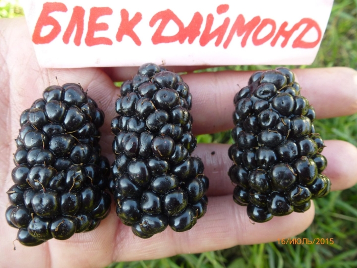 Ежевика блэк даймонд