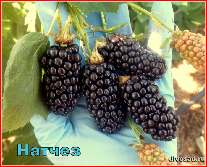 Ежевика карака блэк