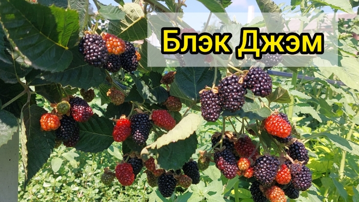 Ежевика сорт блэк мэджик