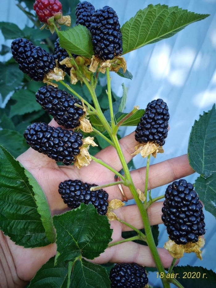 Ежевика блэк джем