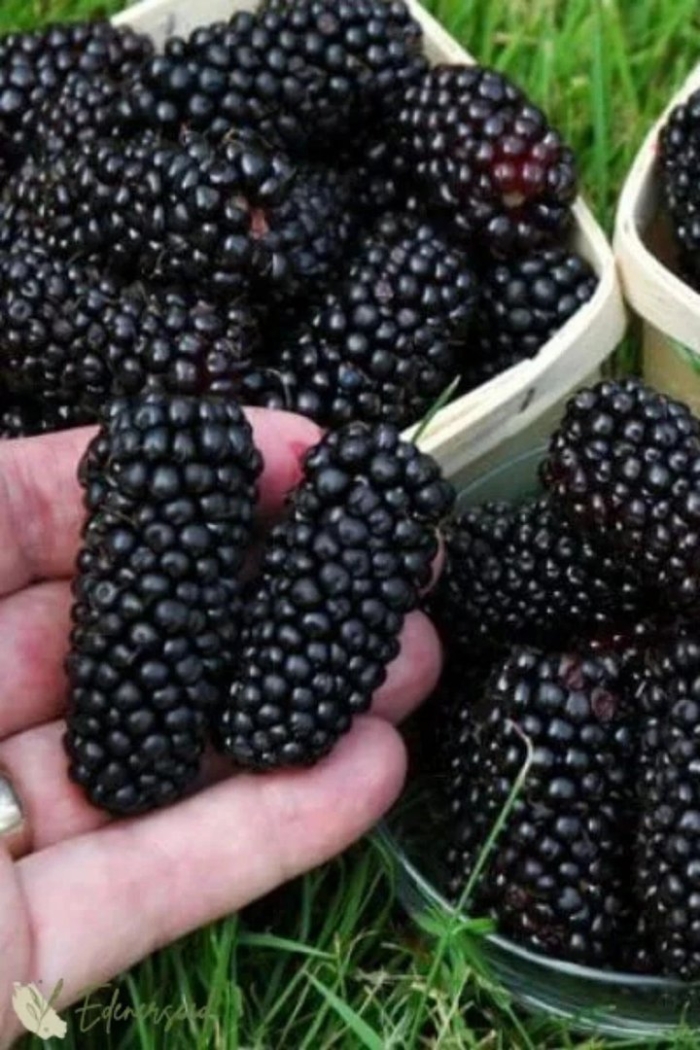 Ежевика блэк натчез