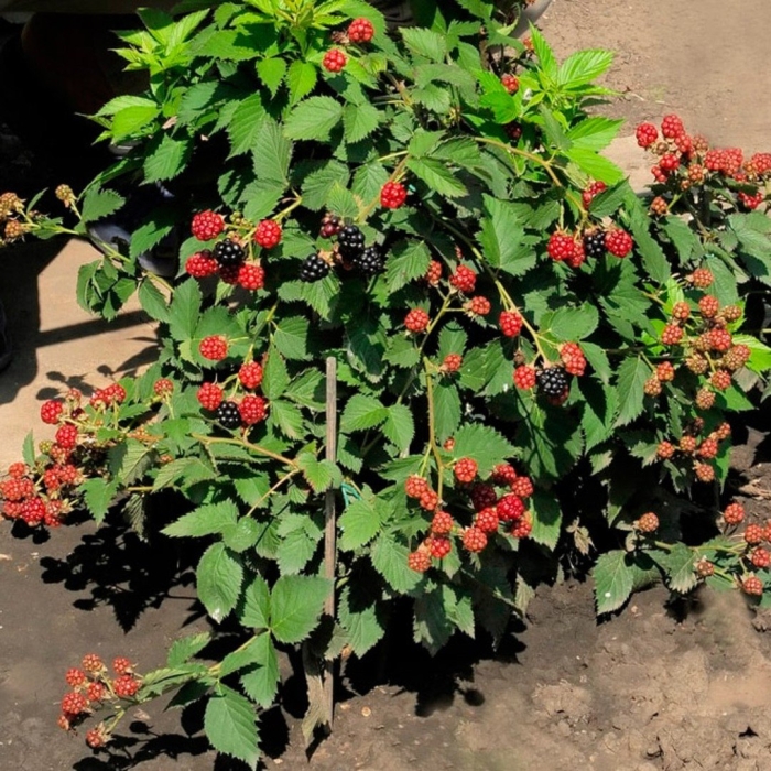 Ежевика кустистая дима тайни блэк