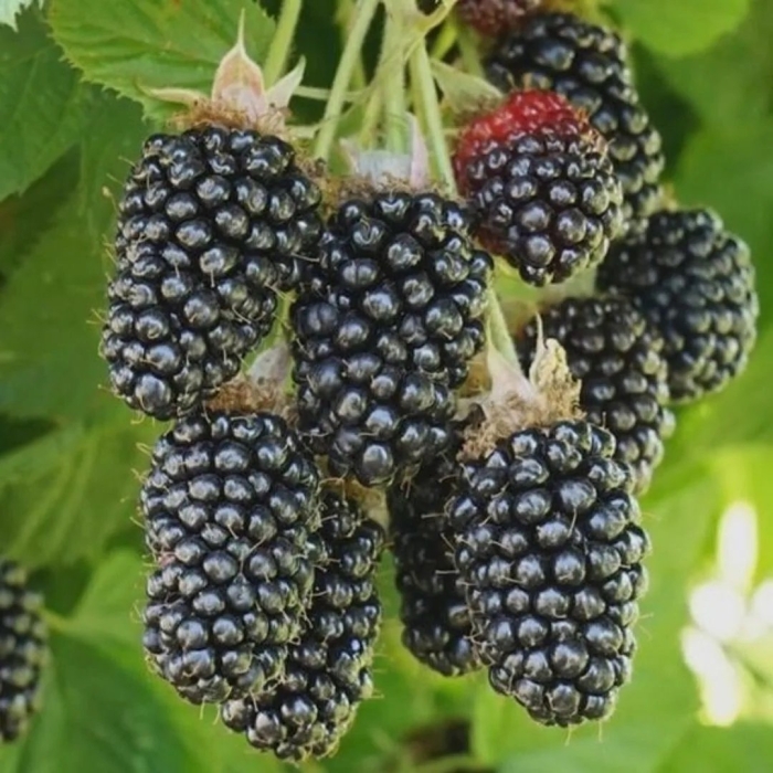 Ежевика бесшипная навахо