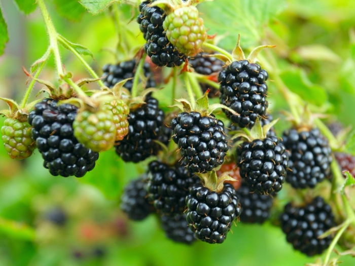 Ежевика трипл краун