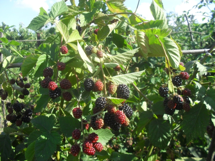 Ежевика джамбо