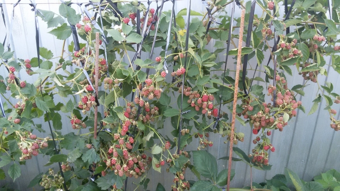 Кустовая ежевика бесшипная