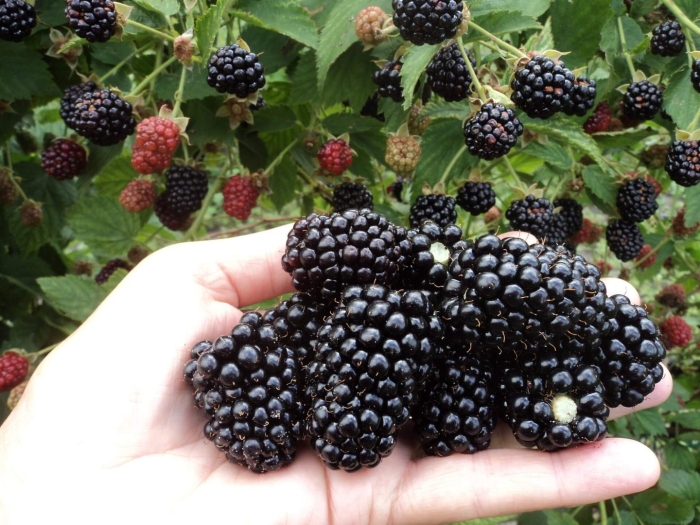 Ежевика блэк мэджик