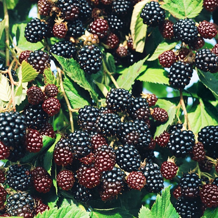 Ежевика черный принц