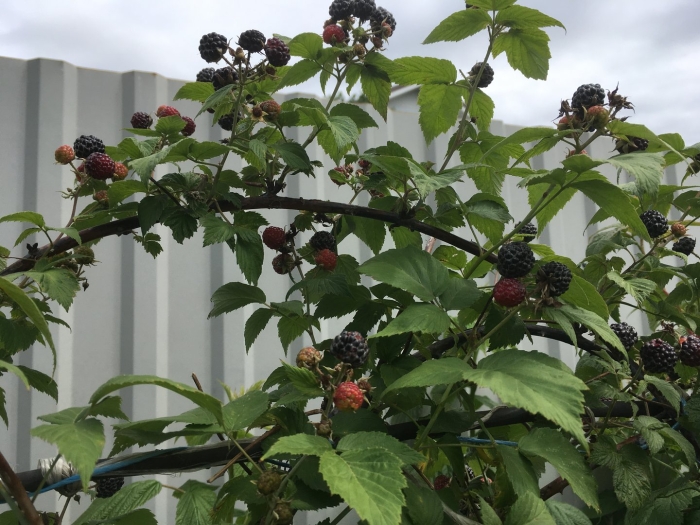 Кумберленд малина