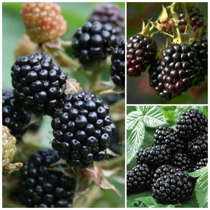 Ежевика ремонтантная рубен