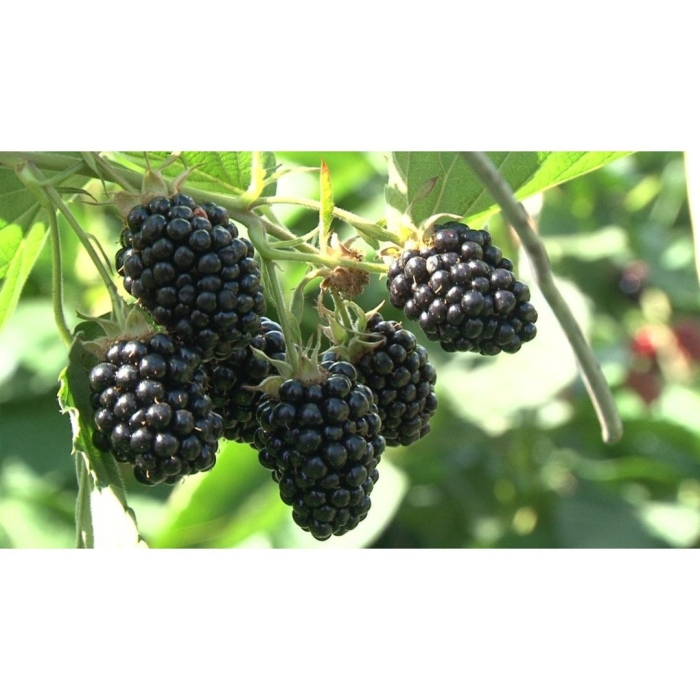 Ежевика агавам