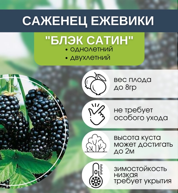 Ежевика кустистая блэк сатин