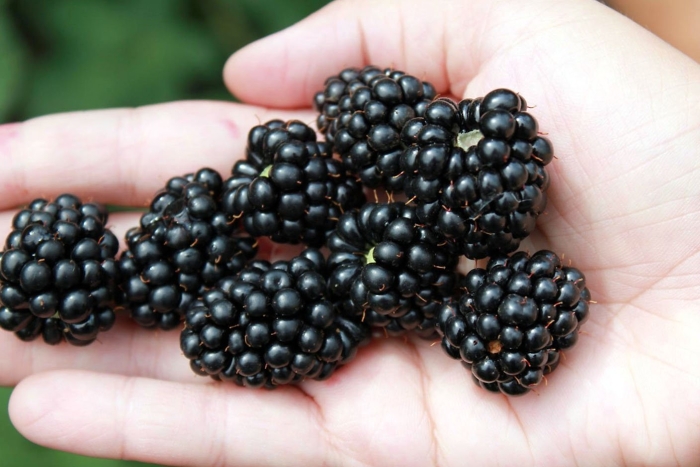 Сорт ежевики джамбо