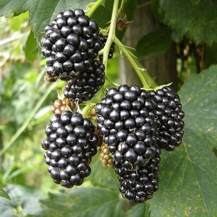 Ежевика коламбия санрайз