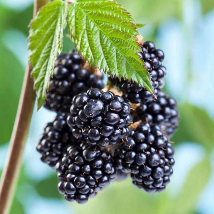 Ежевика бесшипная arapaho