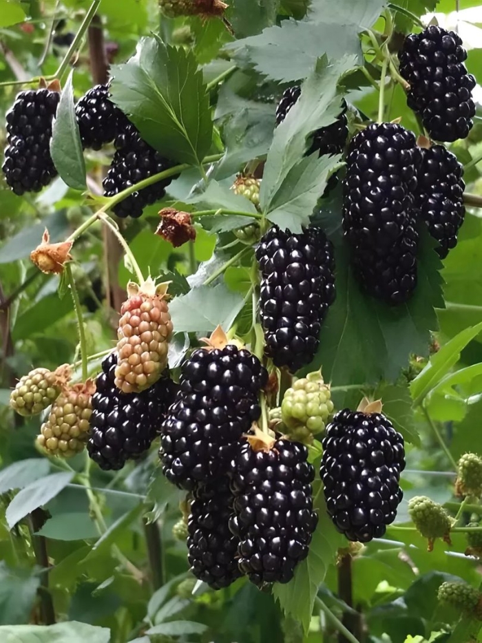 Карака блэк ежевика