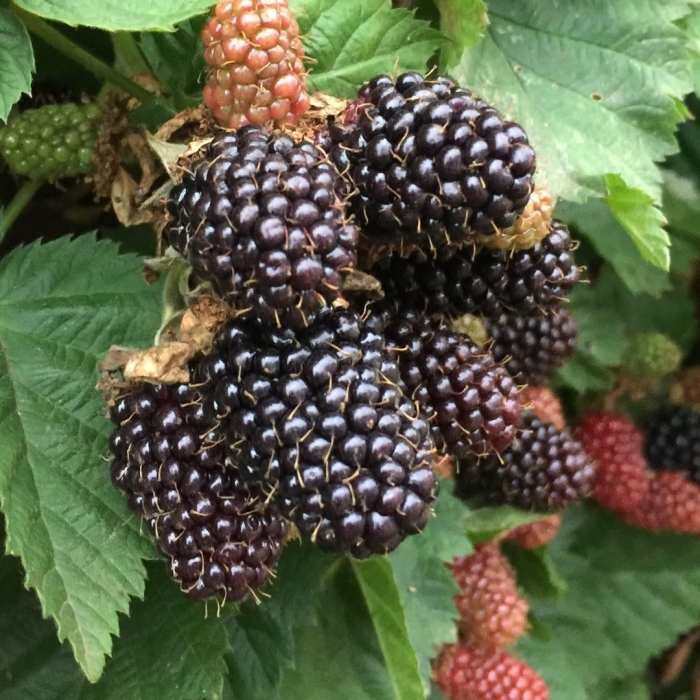 Ежемалина (ежевика) логанберри