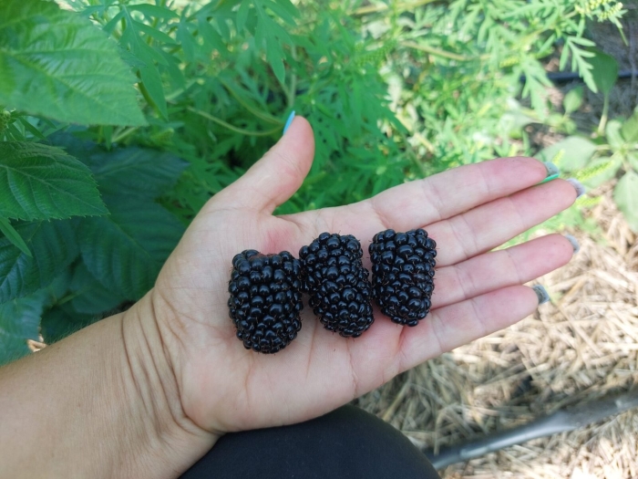 Блэк джэм ежевика