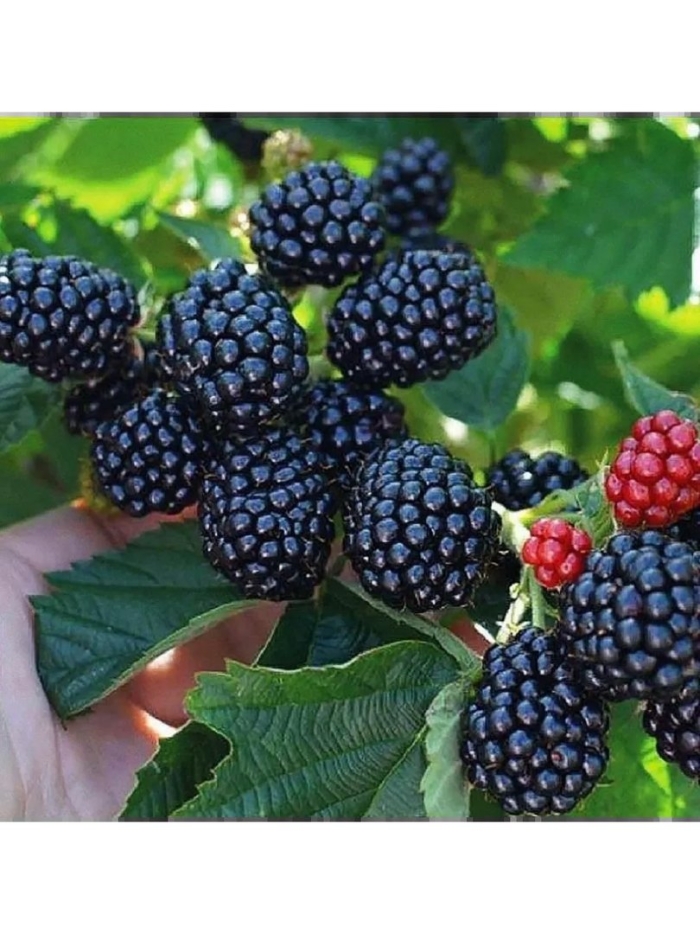 Ежевика полар