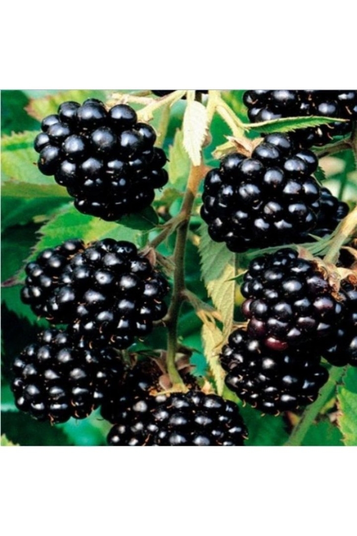 Ежевика блэк сатин куст