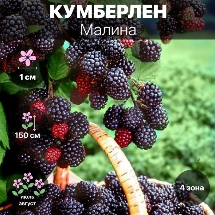 Малина черноплодная кумберленд