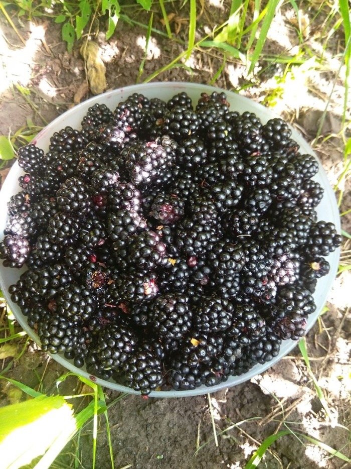 Ежевика чачанска бестрна