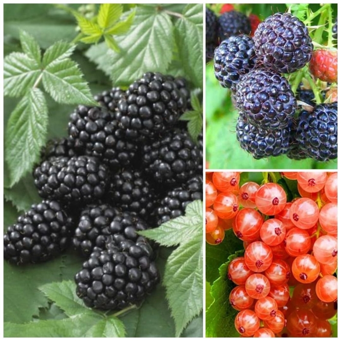 Ежемалина кумберленд