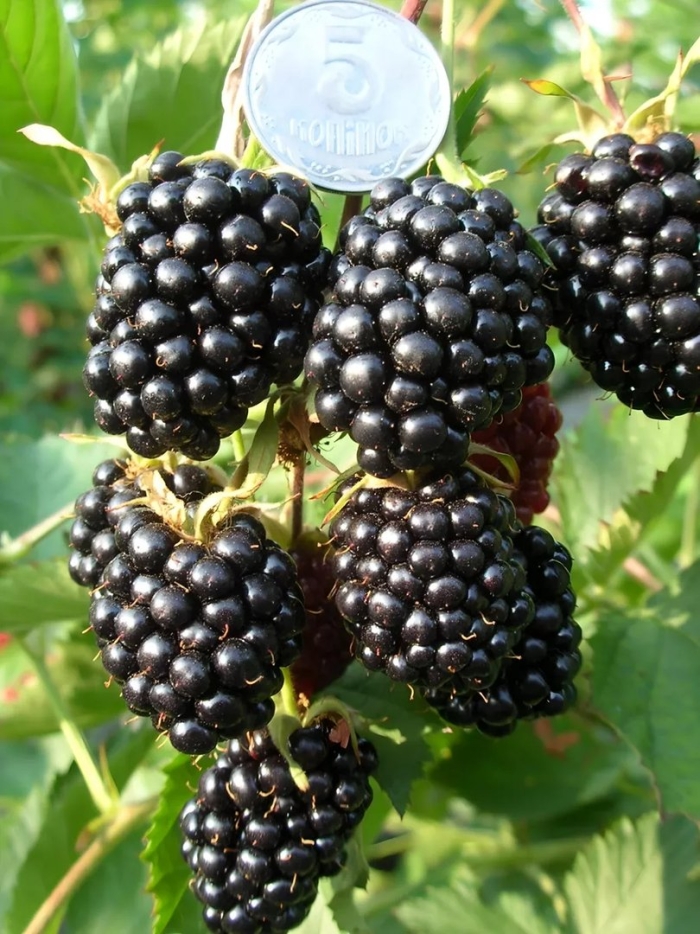 Ежевика натчез