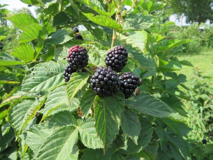 Ежевика сорт блэк мэджик