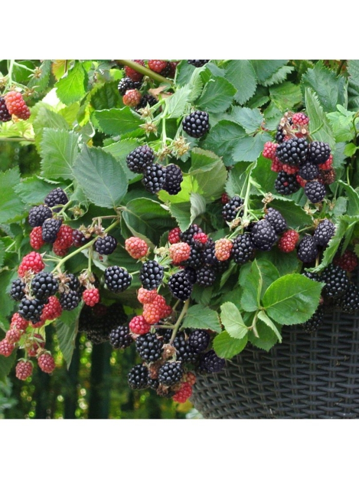 Ежевика торнфри куст