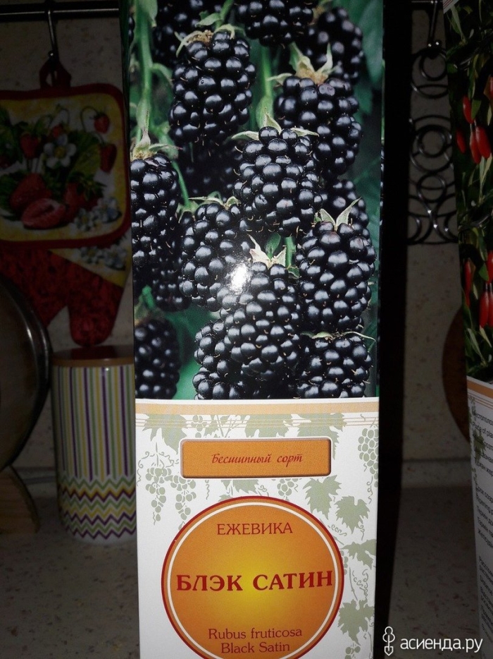 Сорт бесшипной ежевики блэк сатин