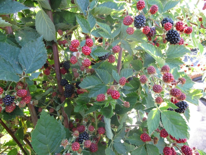 Ежевика торнфри