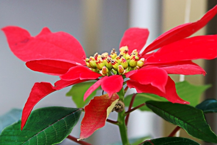 Euphorbia pulcherrima