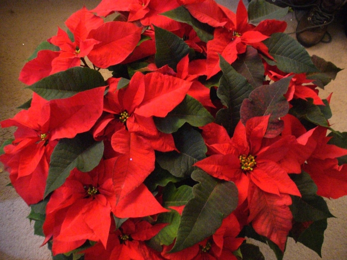 Пуансеттия красная рождественская звезда
