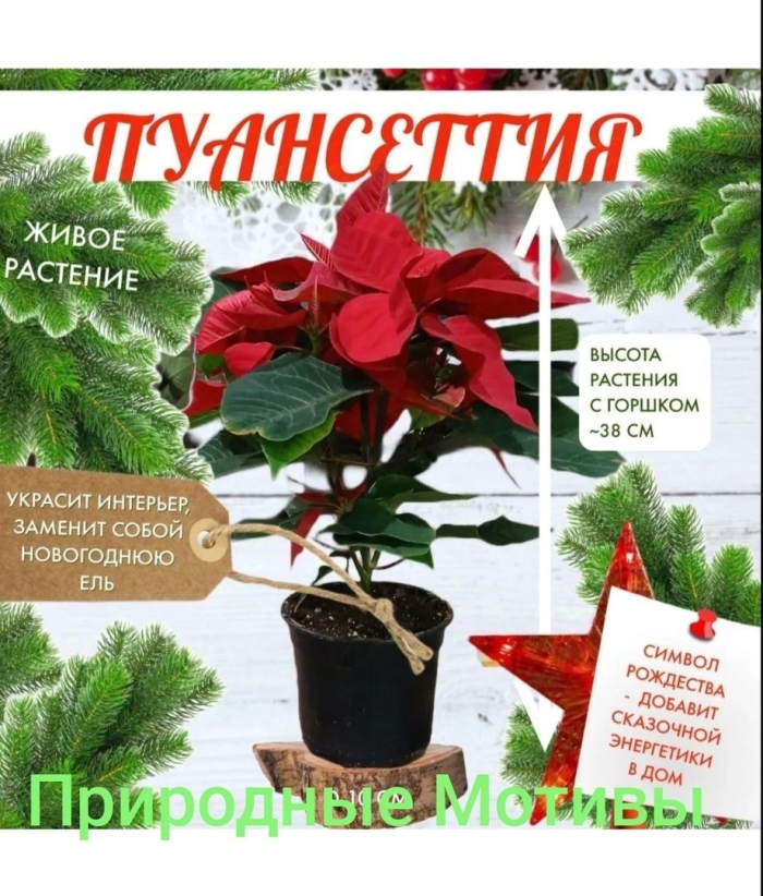 Цветок пуансеттия пуансетия