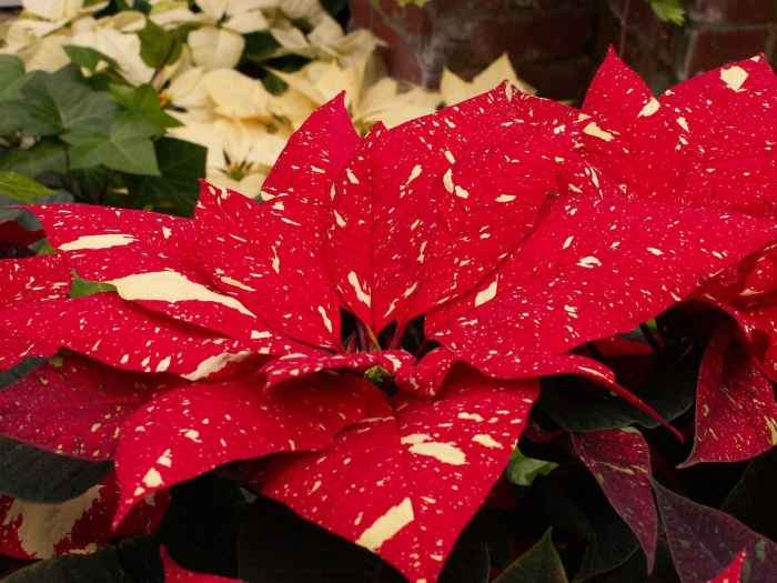 Пуансеттия cortez red