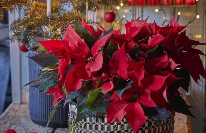 Пуансеттия рождественский цветок