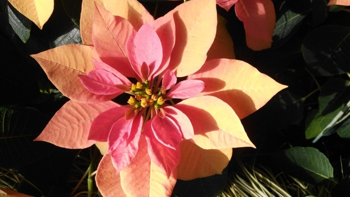 Poinsettia euphorbia pulcherrima