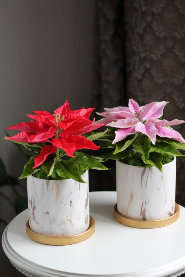 Пуансеттия цветок приметы