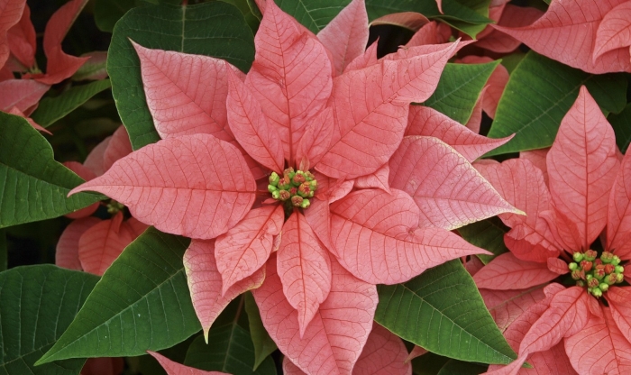 Цветок пуансеттия