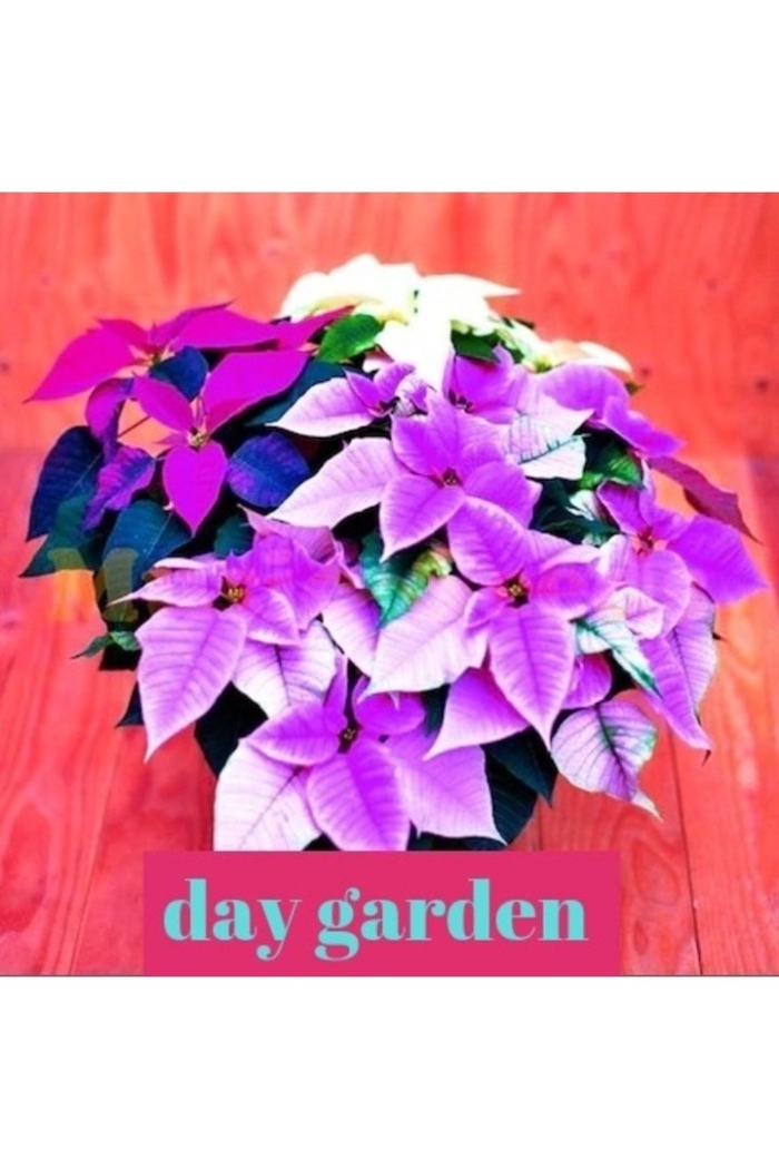 Пуансеттия рождественская звезда