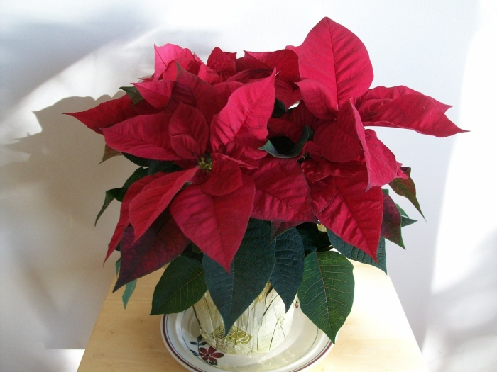 Цикламен пуансеттия