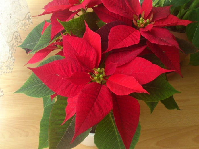 Молочай пуансеттия рождественская звезда
