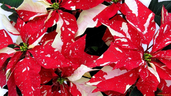 Пуансеттия d12