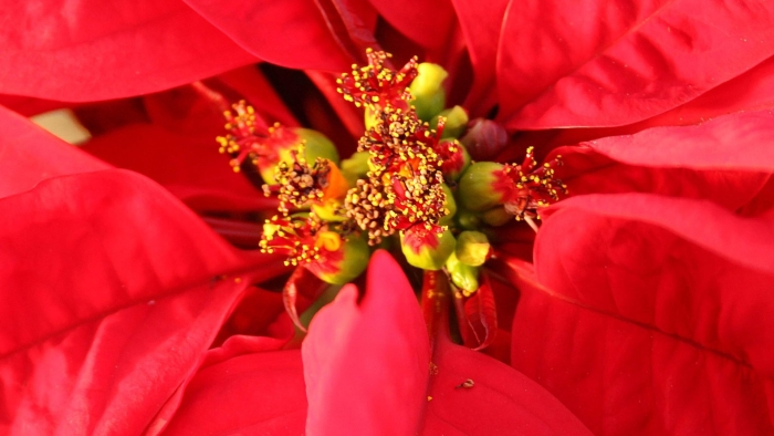 Тычинки пуансеттия цветок