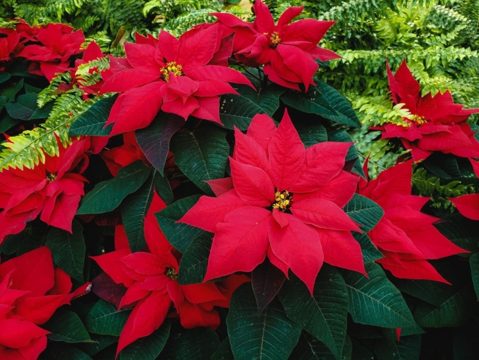 Red poinsettia